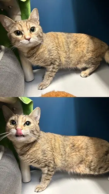 Spirit - Domestic Medium Hair