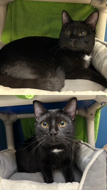Oreo