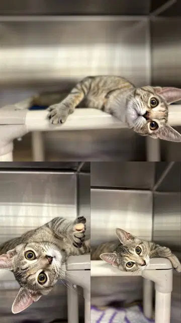 Keeley - Domestic Short Hair