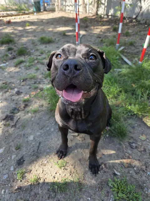 Tina - American Bulldog