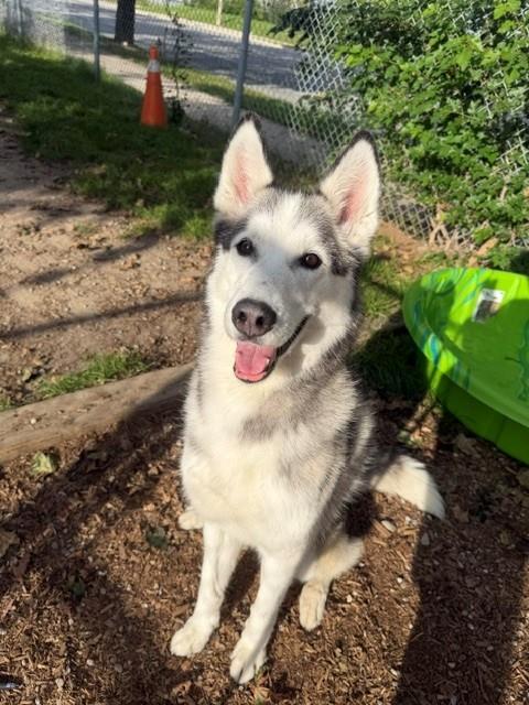 Tesla, Siberian Husky