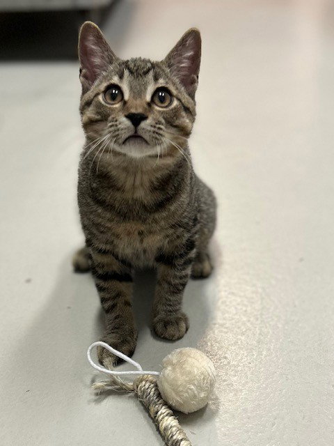 CYCLONE, a cat for adoption from City of Toronto Animal Services West Region