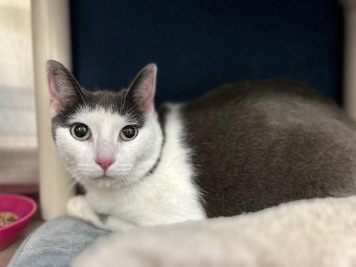 FERGIE, a cat for adoption from City of Toronto Animal Services West Region