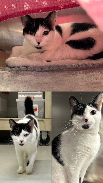 GYPSY, a cat for adoption from City of Toronto Animal Services West Region