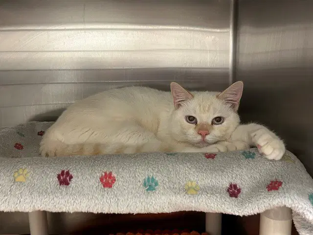 Oakley - Domestic Short Hair