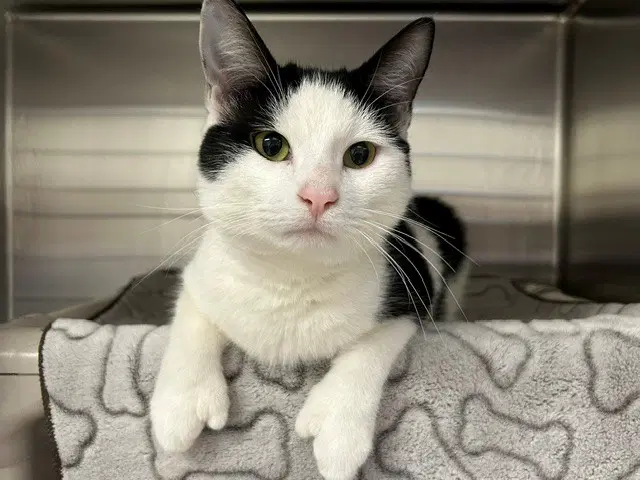 Andy - Domestic Short Hair