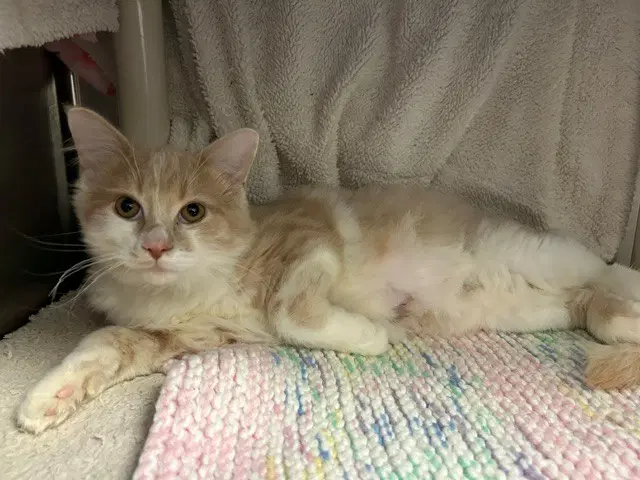 Din - Domestic Medium Hair