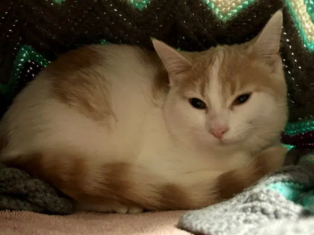 Ocarina - Domestic Short Hair