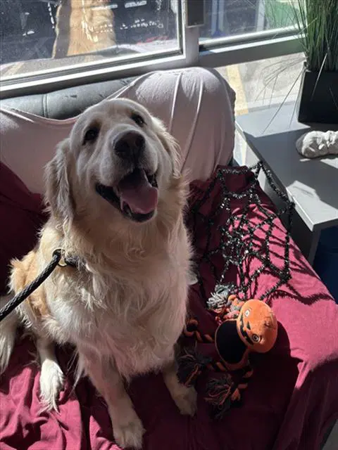 Butterbean - Golden Retriever