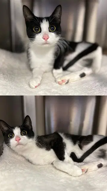 Luna - Domestic Short Hair
