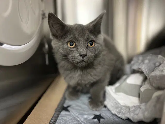 Jack - Domestic Short Hair