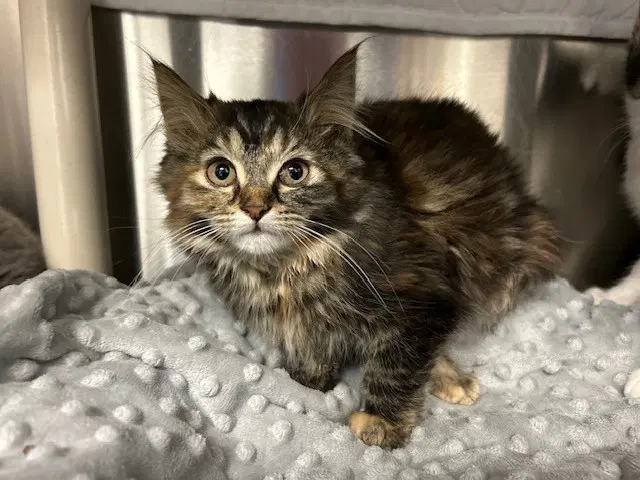 Janet - Domestic Medium Hair