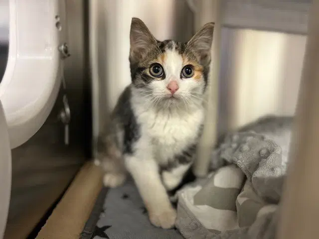 Krissy - Domestic Short Hair