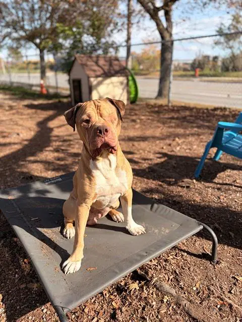 Kobe - American Bulldog