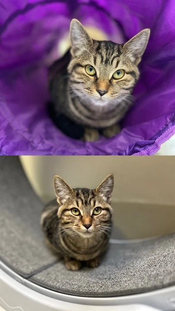 Purrscilla