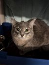 adoptable Cat in  named A0975457