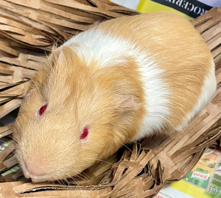 adoptable Guinea Pig in North York, ON named WILL I AM