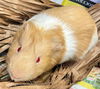 adoptable Guinea Pig in , ON named WILL I AM