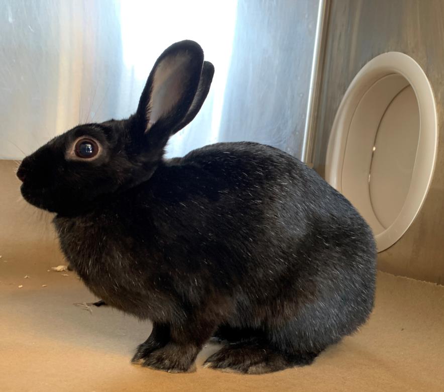 adoptable Rabbit in North York, ON named EBONY