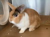 adoptable Rabbit in  named FLANDERS