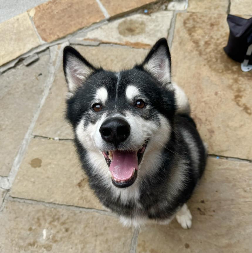 adoptable Dog in North York, ON named GLEN