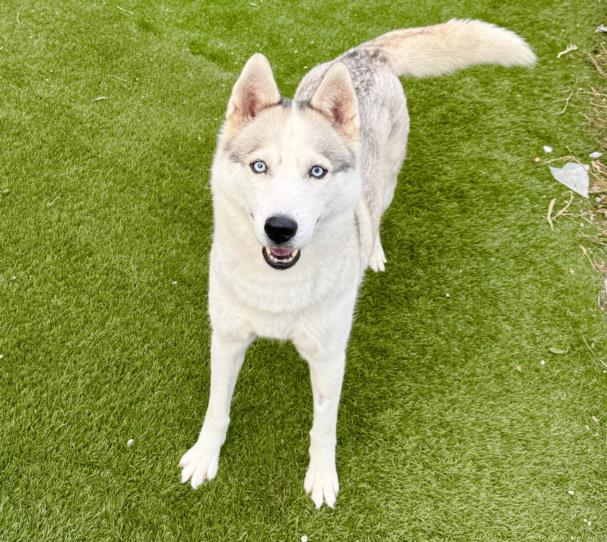 adoptable Dog in North York, ON named LESSY