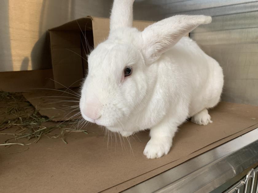 adoptable Rabbit in North York, ON named VEGAS