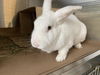 adoptable Rabbit in  named VEGAS