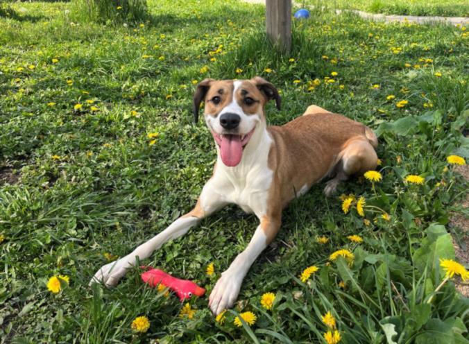 adoptable Dog in North York, ON named MILLIE