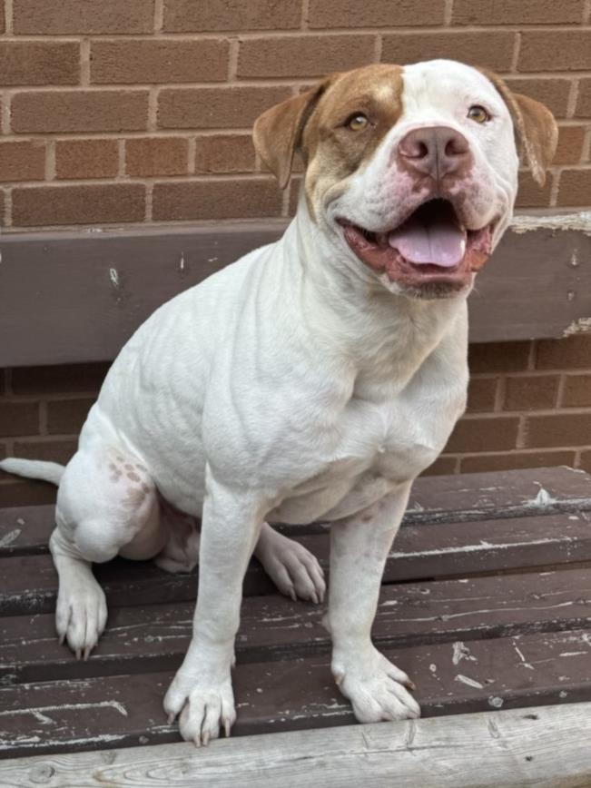 adoptable Dog in North York, ON named LOUIS