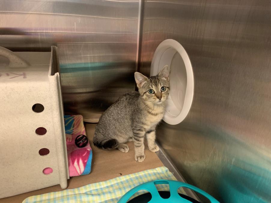 adoptable Cat in North York, ON named BECKY