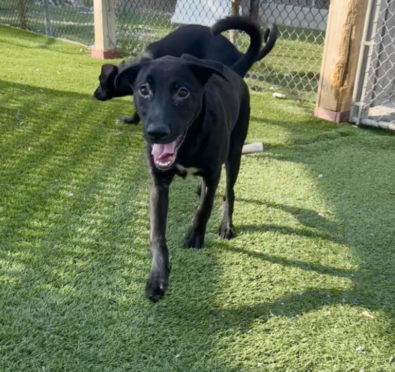 adoptable Dog in North York, ON named JOEY