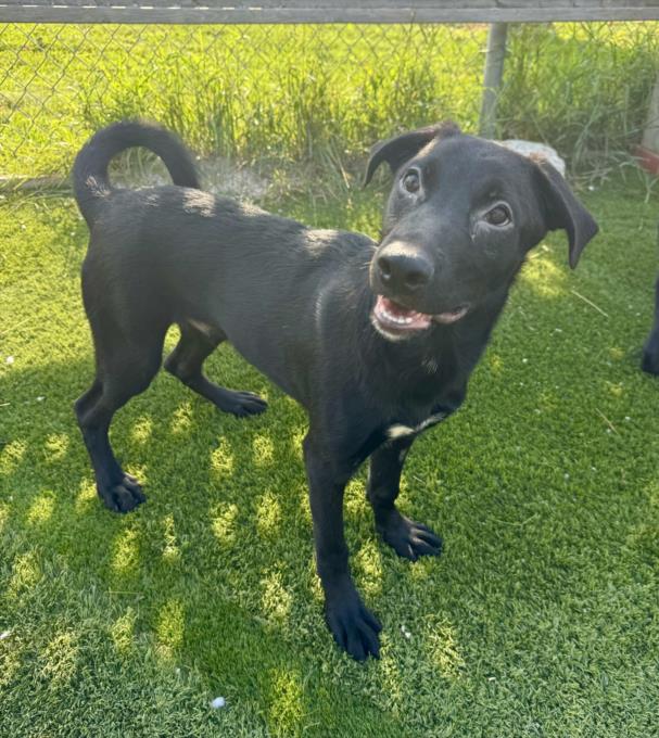 adoptable Dog in North York, ON named CHANDLER