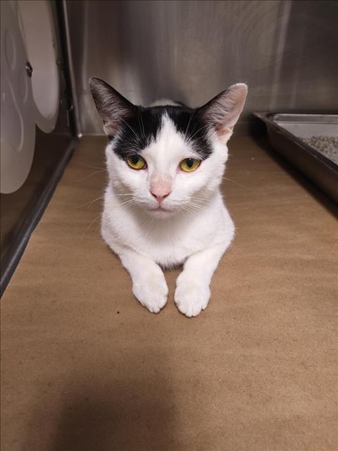 adoptable Cat in North York, ON named QUEEN