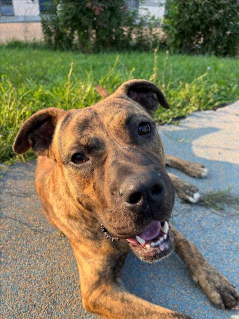 adoptable Dog in North York, ON named TONY