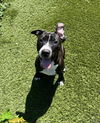 adoptable Dog in  named MARLIN