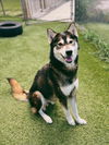adoptable Dog in , ON named WILE E. COYOTE
