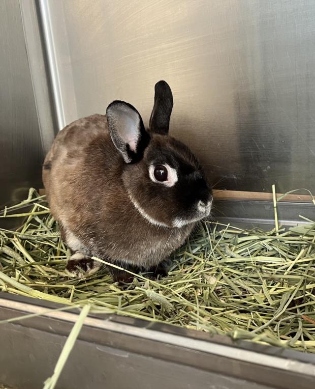 adoptable Rabbit in North York, ON named GODIVA
