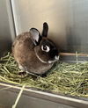 adoptable Rabbit in ,  named GODIVA