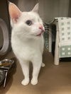 adoptable Cat in ,  named PIRATE PETE