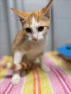 adoptable Cat in ,  named WAFFLE