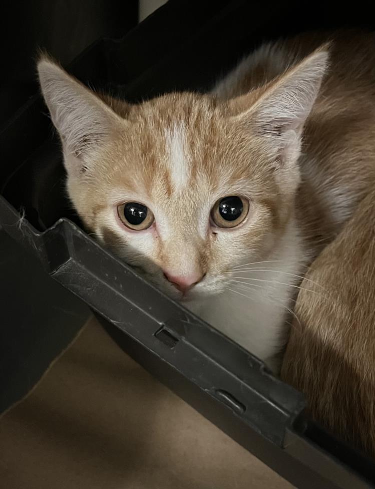 adoptable Cat in North York, ON named PANCAKES