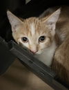 adoptable Cat in ,  named PANCAKES