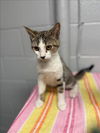 adoptable Cat in ,  named GRAVY