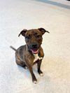 adoptable Dog in  named SUTTON