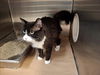 adoptable Cat in  named NEWF