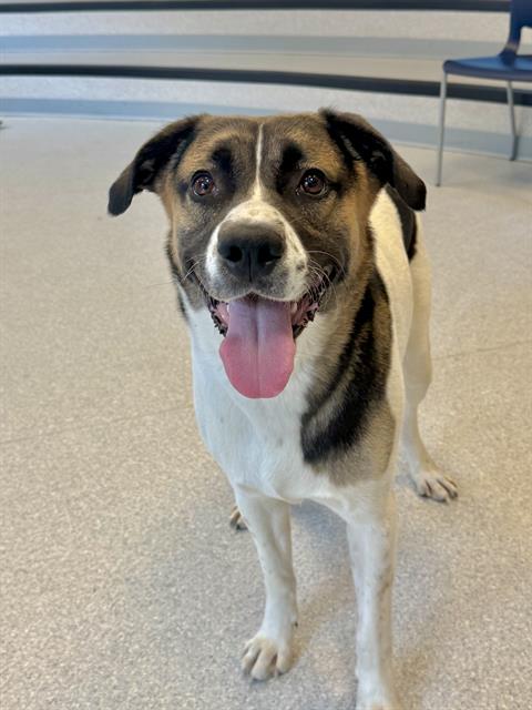 BELLAMY, an adoptable Labrador Retriever in Toronto, ON