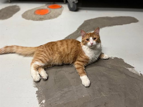 RUSTY, an adoptable Domestic Medium Hair in Toronto, ON