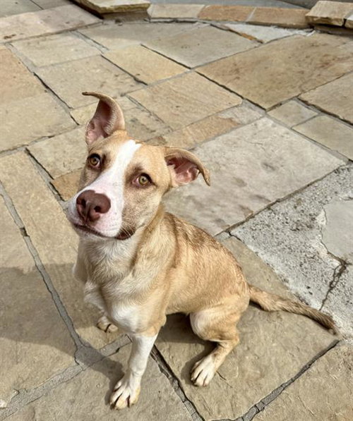 ED, an adoptable American Bulldog in Toronto, ON