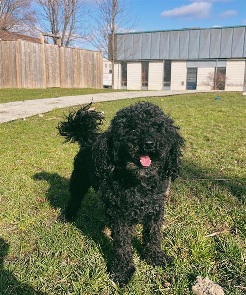 LUCKY, an adoptable Poodle in Toronto, ON